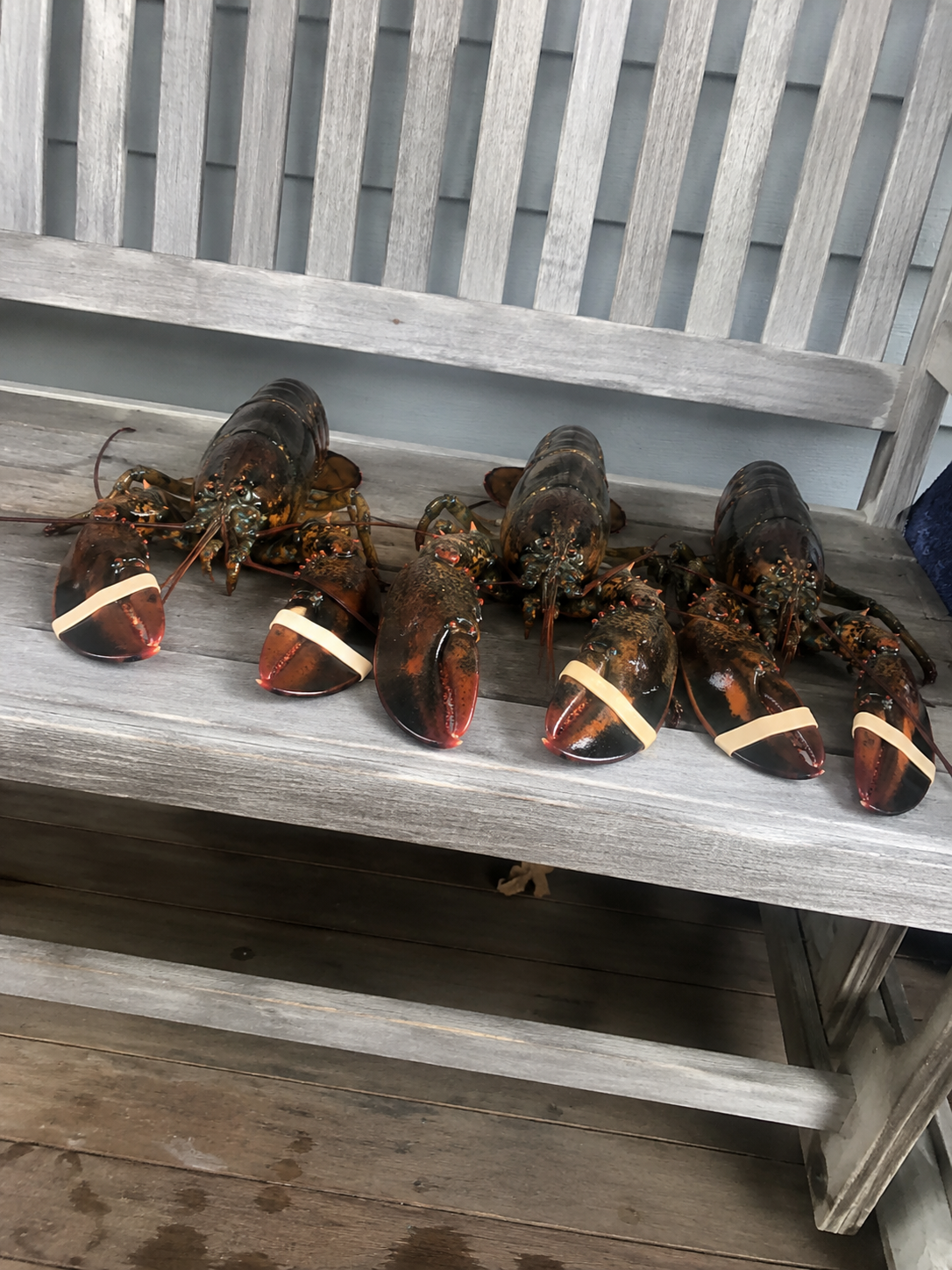 Lobster. Anyone want?